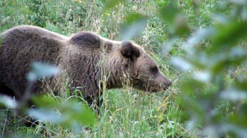«Численность медведей в регионе остается на стабильном уровне на протяжении последнего десятилетия», - региональный комитет госохотнадзора 